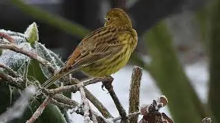 2021. December. MY WILDLIFE. Yellowhammer (female).