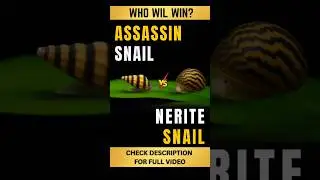Assassin Snail Vs Nerite Snail-Who Wins? #snail #shrimptank#aquascape #assassinsnail #fyp #yt#india