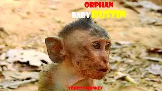 Poor Orphan Dustin cry to call mom, Dustin believe mom will come back,Tourist Monkey 3950