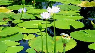 ASMR Swamp 3 in 4K ( Immersive Experience 8D Nature Soundscape For Sleep ) HD Audio