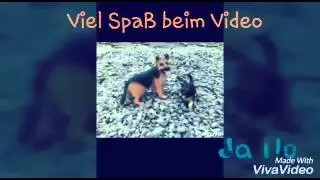 Schleich realistic Pictures