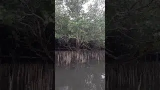 mangrove tree #shortvedio