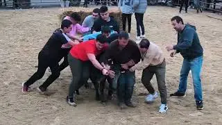 En las fiestas de la Inmaculada 2025 de Valdei&ntilde;igos (C&aacute;ceres) FESTIVAL TAURINO con 2 vaquillas