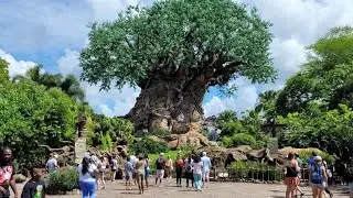 Диснейленд в США,  парк Animal kingdom