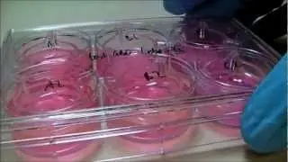 ThinCerts&trade; Cell Culture Inserts