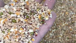 Best breeding process ke liye best feed kise readyyyyy kreee                     AR Goat Farm Ranchi