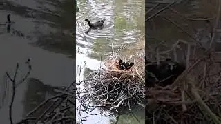 Cute Moorhens#findfoody#nest  #commonmoorhen#moorhens#video#shorts#birdwatching #love#care#4k#yt