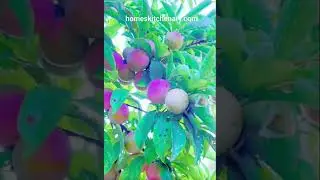 fruits shorts, visit:  