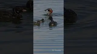 Cute, Little grebe feeds its young #shorts