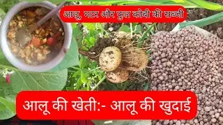 आलू की खेती || आलू की कुडाई || Potato farming ||&zwj; Organic potato🥔 ||Making आलू मटर और कोबी की सब्जी