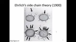 Immunology Fall 2019 Lecture 8: Generation of Antibody Diversity 1