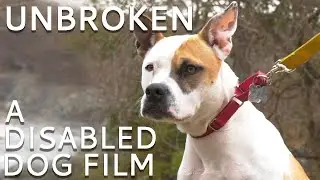 Unbroken - A Documentary about Disabled Dogs