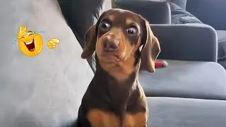 These Dog Videos of the Year Will Make You Laugh Way Too Hard 😂🐶