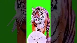 Green screen Angry Tigers in Action