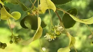Small-leaved lime - flowers - June 2025