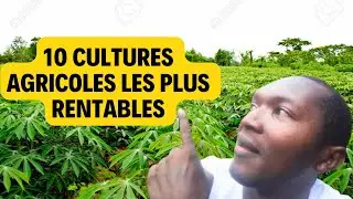 Top 10 des meilleures CULTURES agricoles les plus RENTABLES dans l'agrobusiness en Afrique.