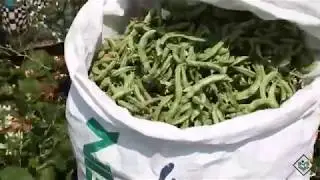 Cultivation - Life Cycle of Field Beans