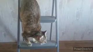 Что если корм положить на лестницу? Food on ladder.