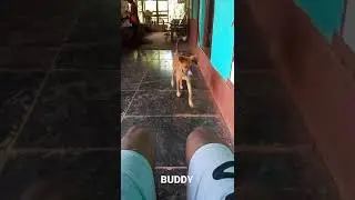 BUDDY COME HERE.. #DOG, #BUDDY, #BELGIUMSHEPHERD, #RAPADDICTEDDEVA