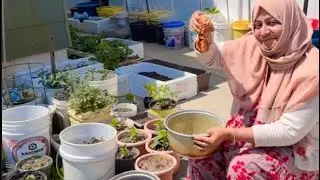 আজ আমরা গরম গরম ইলিশ ভাজা খাবো।(আমেরিকায় জেসমিনের শঁখের বাগান)