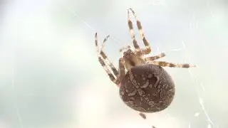Dans la prairie au bord de l’étang, microcosmos