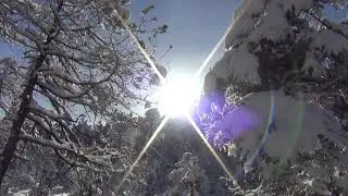 Snow and trees, Douglas Island, Juneau Alaska