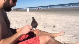 Curious pigeon