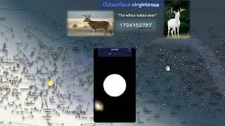 White-tailed deers