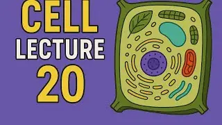 #20. Cell | SAT Chromosome | Class 11 Biology For Neet