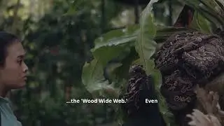 Do Trees Talk  The Wood Wide Web Explain
