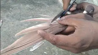 how to trim racing Pigeon wing feather's