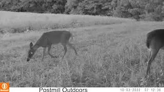 Day and Night Game Camera Footage | Bushnell Core 4k No Glow (Game Cam Video #1)