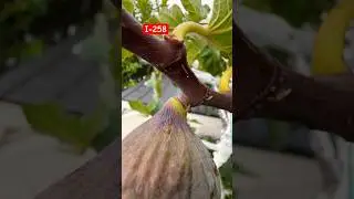 Figtastic looking fig