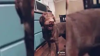 Animales Graciosos! Fails de Perros y Gatos 2021! Compilaci&oacute;n Mascotas!