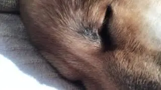 What are those noises (baby shiba sleep howls)