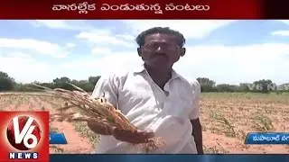 Farmers in Concern with Lack of Rains | Kharif Problems | Mahabubnagar - V6 News