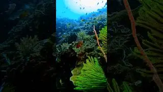 I just noticed a big grouper sneaking behind the reef 🐟 #wildlife #videos #underwater #ocean #eart
