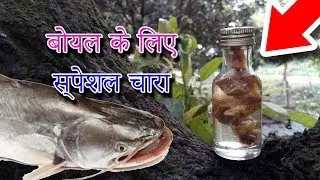 बोयल के लिए स्पेशल चारा | Wallago Attu Fishing Bait & Fishing Chum Secret