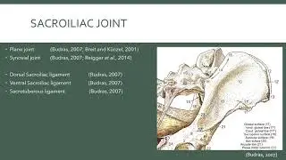 The Sacroiliac Joint of the canine - Advanced Functional Anatomy