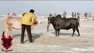 Old fight 💥 Kalo Bangla 🆚 Pathan (Ex-British Bangla) 💥 #BullFightLover#highlightvideo#ctgfighterbull