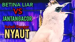 Trucukan BETINA LIAR vs JANTAN GACOR Paling di sukai lawan Sekali Dengar Semua Trucukan NYAUT Gacor