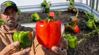 Why Bell Peppers Are Growing Small ! Grow X-Large Peppers  #wintergarden #peppers #gardening #garden