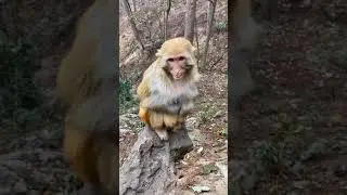 AWW MONKEY |Have Fun | Monkey fun everyday