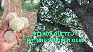 Velaga Chettu | The Sacred Bael Tree | Powerful Fruit & Temple Tree