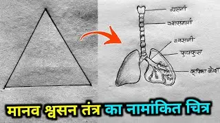 मानव श्वसन तंत्र का नामांकित चित्र🔥Shwasan Tantra Ka Chitra || How to Draw Human Respiratory system