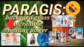 Paragis Grass/Goose Grass Health Benefits