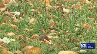 Leaf cleanup tips for a healthy winter lawn
