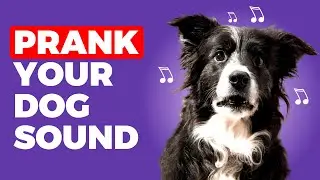 Secret Sounds That Drive Dogs CRAZY!