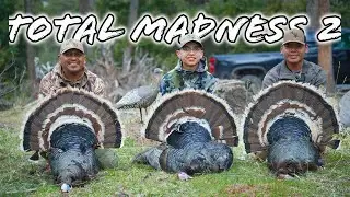 THREE BIRDS IN ONE MORNING | NEW MEXICO MERRIAMS | 4K 🎬