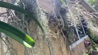 How I check my vanda roots#orchids #nature #orchidcare